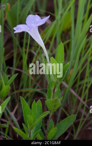 Prairie Petunia, Ruellia humilis Stock Photo