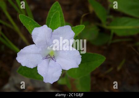 Prairie Petunia, Ruellia humilis Stock Photo
