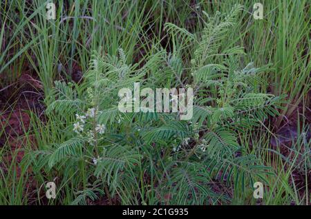 Prairie Acacia, Acacia angustissima Stock Photo