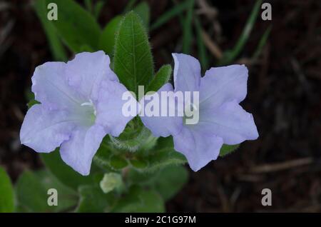 Prairie Petunia, Ruellia humilis Stock Photo