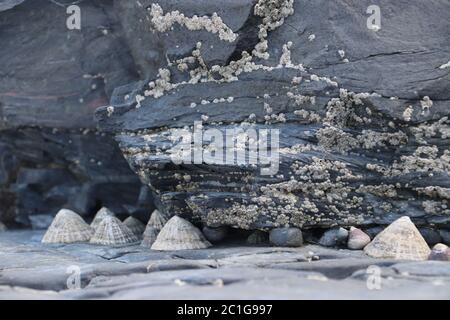Limpets close up hiding under rock covered in barnacles with two small snails  Stock Photo