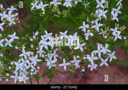 Diamondflowers, Stenaria nigricans Stock Photo