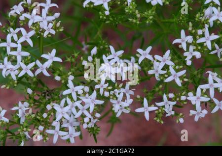 Diamondflowers, Stenaria nigricans Stock Photo