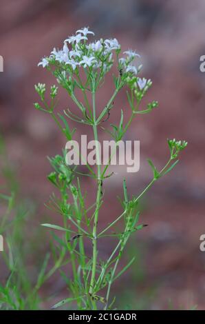 Diamondflowers, Stenaria nigricans Stock Photo