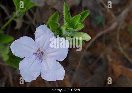 Prairie Petunia, Ruellia humilis Stock Photo