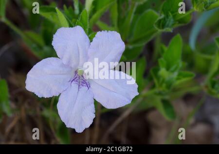 Prairie Petunia, Ruellia humilis Stock Photo