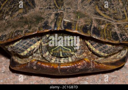 Red-eared slider, Trachemys scripta elegans Stock Photo
