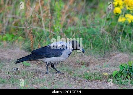 Carrion crow looking for food Stock Photo