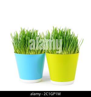 Green grass in pot isolated on white background Stock Photo