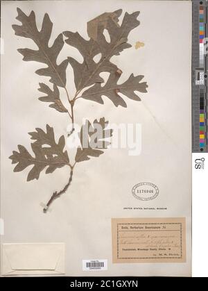 Quercus alba L x Q macrocarpa Michx Quercus alba L x Q macrocarpa Michx. Stock Photo
