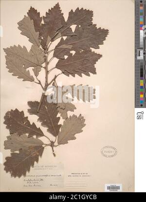 Quercus macrocarpa Michx x Q acuminata Roxb Quercus macrocarpa Michx x Q acuminata Roxb. Stock Photo