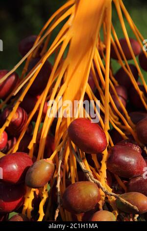 Morocco, Marrakesh. Dates ripening on the palm tree in the Moroccan sunshine - detail. Stock Photo