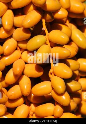 Morocco, Marrakesh. Dates ripening on the palm tree in the Moroccan sunshine - detail. Stock Photo