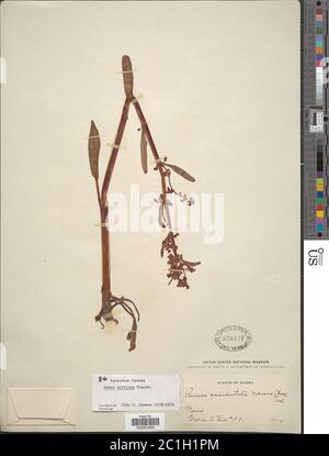 Rumex arcticus Trautv Rumex arcticus Trautv. Stock Photo