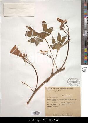 Ipomoea mauritiana Jacq Ipomoea mauritiana Jacq.