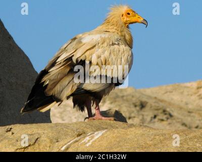 Portrait of Egyptian vulture, Soqotra Yemen Stock Photo