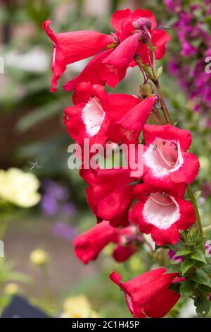 White throated red tubular flowers  of the AGM winning perennial, Penstemon 'Rubicundus' Stock Photo