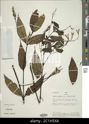 Ruellia sp Ruellia sp. Stock Photo