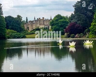 Water lilies (nymphaeaceae or lily pad) in Shefield Lake - Uckfield, United Kingdom Stock Photo