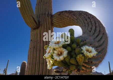 Saguaro National Park  (west unit)  AZ / MAY The flowers of Saguaro cacti are pollinated by bats and bloom at night. Stock Photo