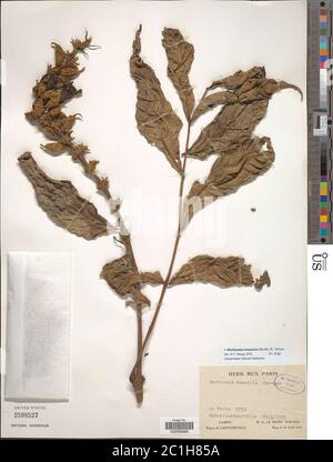 markhamia-tomentosa-benth-k-schum-ex-engl-markhamia-tomentosa-benth-k