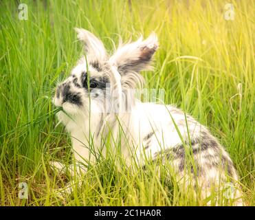 Black and white rabbit eating grass Stock Photo - Alamy