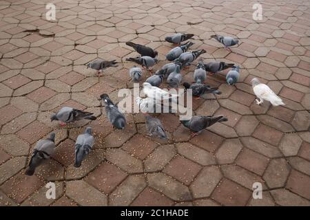 isolated crowd of pigeons on street, city doves eating from street.ANIMALS EATING. Stock Photo