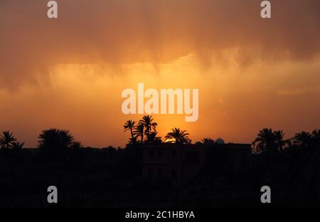 Morocco, Marrakesh, Palmeraie, beautiful sunset over the palm grove - silhouette of palm trees. Stock Photo