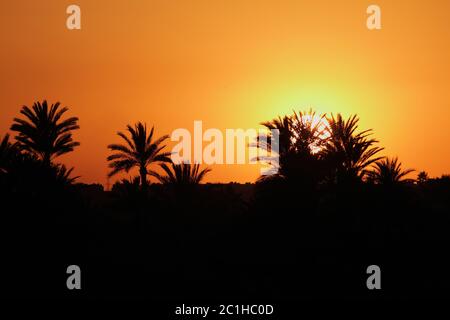 Morocco, Marrakesh, Palmeraie, beautiful sunset over the palm grove - silhouette of palm trees. Stock Photo