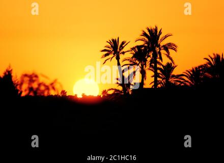 Morocco, Marrakesh, Palmeraie, beautiful sunset over the palm grove - silhouette of palm trees. Stock Photo