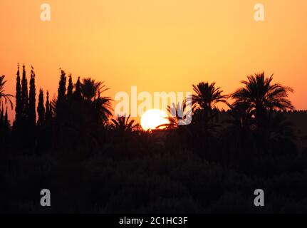 Morocco, Marrakesh, Palmeraie, beautiful sunset over the palm grove - silhouette of palm trees. Stock Photo