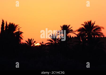 Morocco, Marrakesh, Palmeraie, beautiful sunset over the palm grove - silhouette of palm trees. Stock Photo