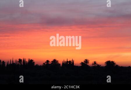 Morocco, Marrakesh, Palmeraie, beautiful sunset over the palm grove - silhouette of palm trees. Stock Photo