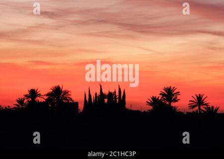 Morocco, Marrakesh, Palmeraie, beautiful sunset over the palm grove - silhouette of palm trees. Stock Photo