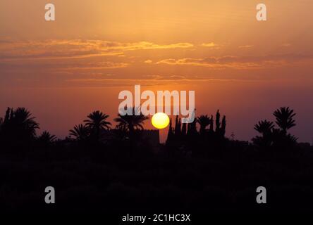 Morocco, Marrakesh, Palmeraie, beautiful sunset over the palm grove - silhouette of palm trees. Stock Photo