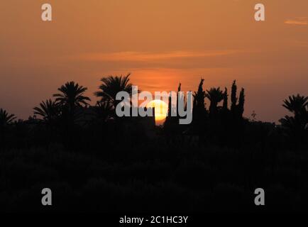 Morocco, Marrakesh, Palmeraie, beautiful sunset over the palm grove - silhouette of palm trees. Stock Photo