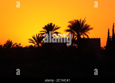 Morocco, Marrakesh, Palmeraie, beautiful sunset over the palm grove - silhouette of palm trees. Stock Photo