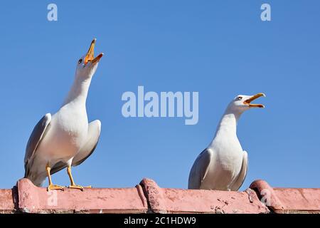 Two chicks of sea gulls are sitting on a fence with open beaks, against a blue sky. Stock Photo