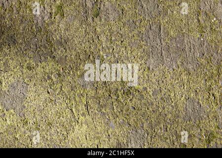 Green concrete wall texture with erosion and scratches. Weathered surface with shabby paint, abstract background for design. Stock Photo