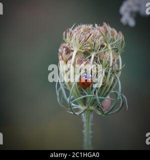 little red ladybug on the plant Stock Photo