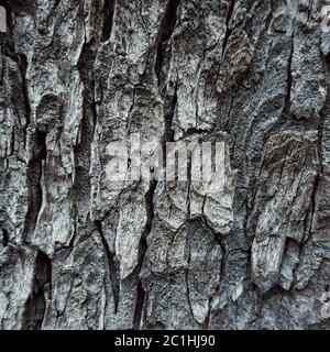 tree trunk texture pattern Stock Photo