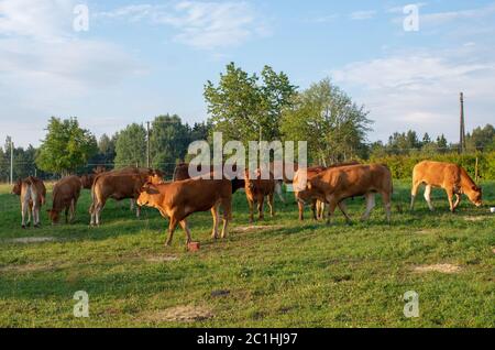 Cattle Limousin cows Stock Photo