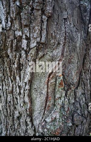tree trunk texture pattern Stock Photo