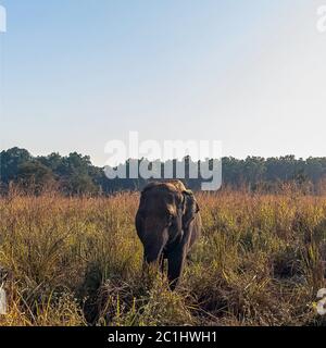 Indian elephant (Elephas maximus indicus) is one of three recognized subspecies of the Asian elephant and native to mainland Asia - Jim Corbett National Park, India Stock Photo