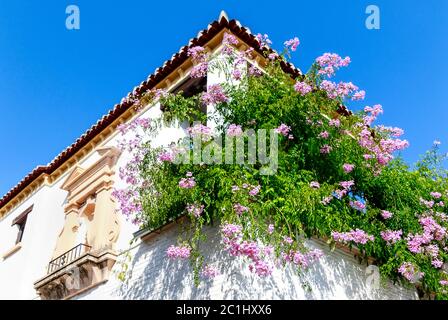 A white Spanish house with abundance of potted attractive cascading pink flowers on the balcony (Zimbabwe Creeper - Podranea ricasoliana) Stock Photo