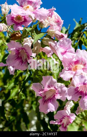 Podranea Ricasoliana seeds (Zimbabwe Creeper, Pink Trumpet Vine, Port St. Johns Creeper, Queen of Sheba) Stock Photo