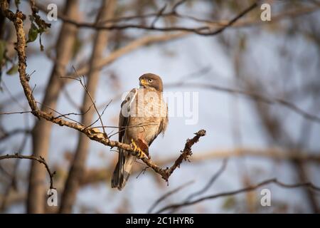 White Eyed Buzzard, Butastur teesa, Rajasthan, India Stock Photo