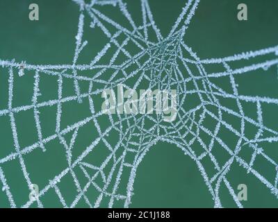 Frozen spider's web macro with a green background Stock Photo