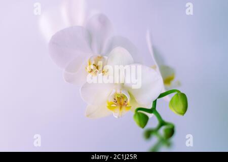 Orchid flower Phalaenopsis on white background, close up Stock Photo