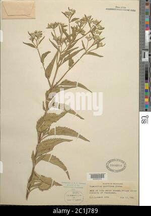 Eupatorium serotinum Michx Eupatorium serotinum Michx. Stock Photo